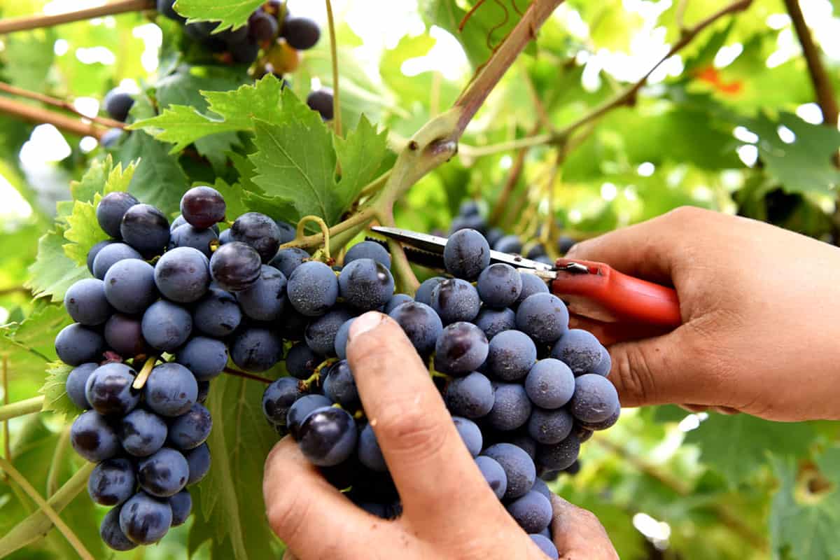 vendemmia 2018